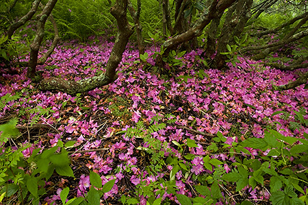 Fallen Rhododendron Petals, Grayson Highlands State Park, VA